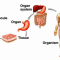 Pengertian sel jaringan organ sistem organ sistem organ organisme