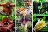 Pengertian Flora dan Fauna | Klasifikasi, Manfaat dan Contohnya !