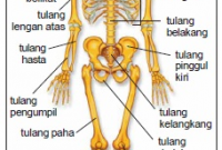 Sistem Gerak Pada Manusia | Fungsi, Jenis-Jenis dan Kelainan Pada Tulang dan Otot !