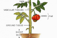 Struktur dan Fungsi Tubuh Tumbuhan