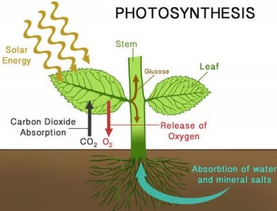 Pengertian Fotosintesis